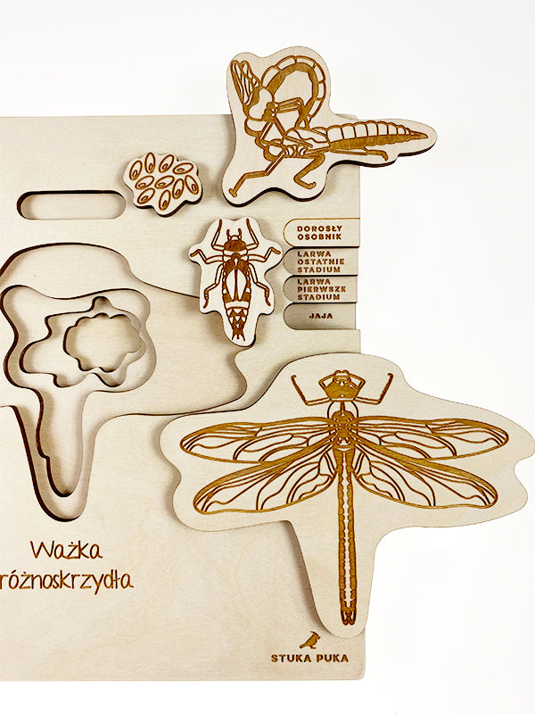 Stuka Puka Puzzle cycle de vie de la libellule - Puzzle en bois scientifique -  pédagogie Montessori - jeux éducatifs en bois - Puzzle éducatif en bois