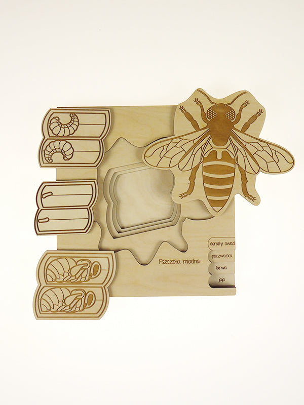 Stuka Puka Puzzle cycle de vie de l'abeille - Puzzle en bois scientifique Stuka Puka -  pédagogie Montessori - jeux éducatifs en bois - Puzzle éducatif en bois