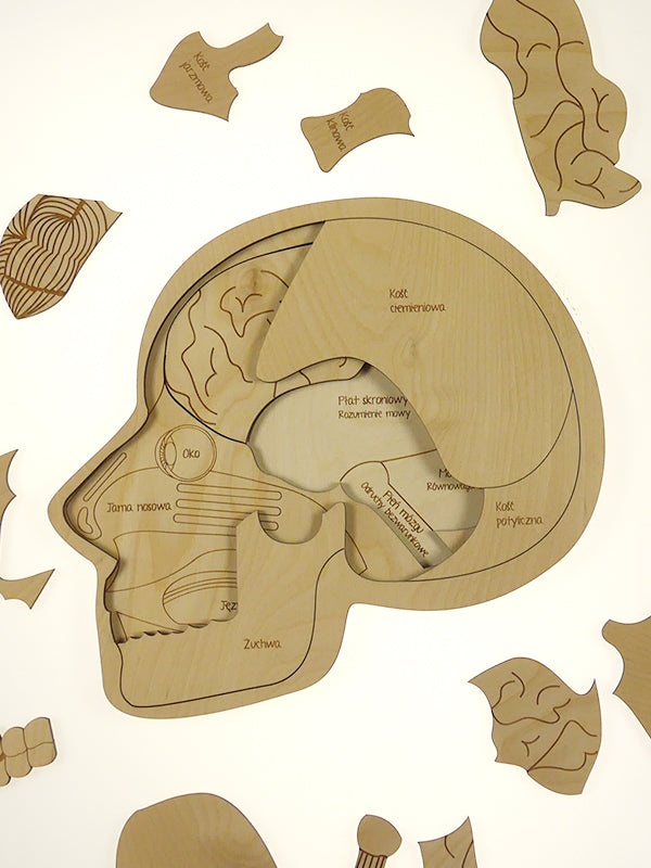 Stuka Puka Puzzle Anatomie du crâne humain - Puzzle en bois anatomique Stuka Puka -  pédagogie Montessori - jeux éducatifs en bois - Puzzle éducatif en bois