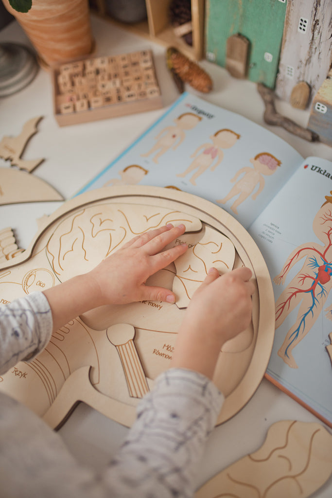 Stuka Puka Puzzle Anatomie du crâne humain - Puzzle en bois anatomique Stuka Puka -  pédagogie Montessori - jeux éducatifs en bois - Puzzle éducatif en bois