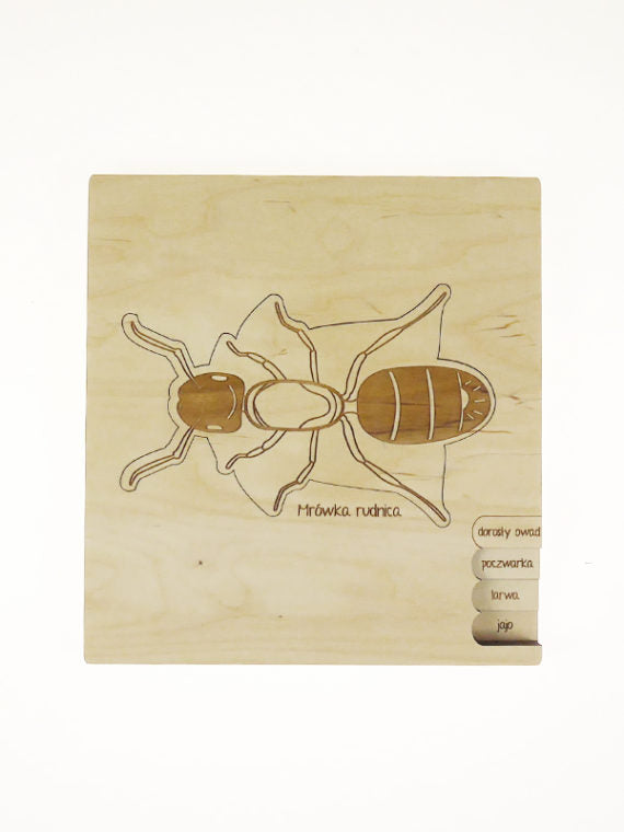 Stuka Puka Puzzle cycle de vie de la fourmi - Puzzle en bois scientifique Stuka Puka -  pédagogie Montessori - jeux éducatifs en bois - Puzzle éducatif en bois