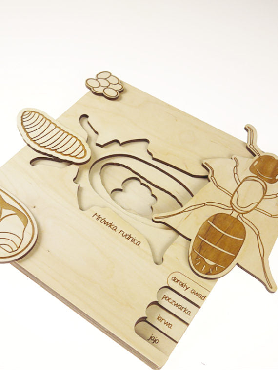 Stuka Puka Puzzle cycle de vie de la fourmi - Puzzle en bois scientifique Stuka Puka -  pédagogie Montessori - jeux éducatifs en bois - Puzzle éducatif en bois